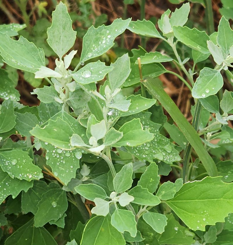 Lambs quarter plant