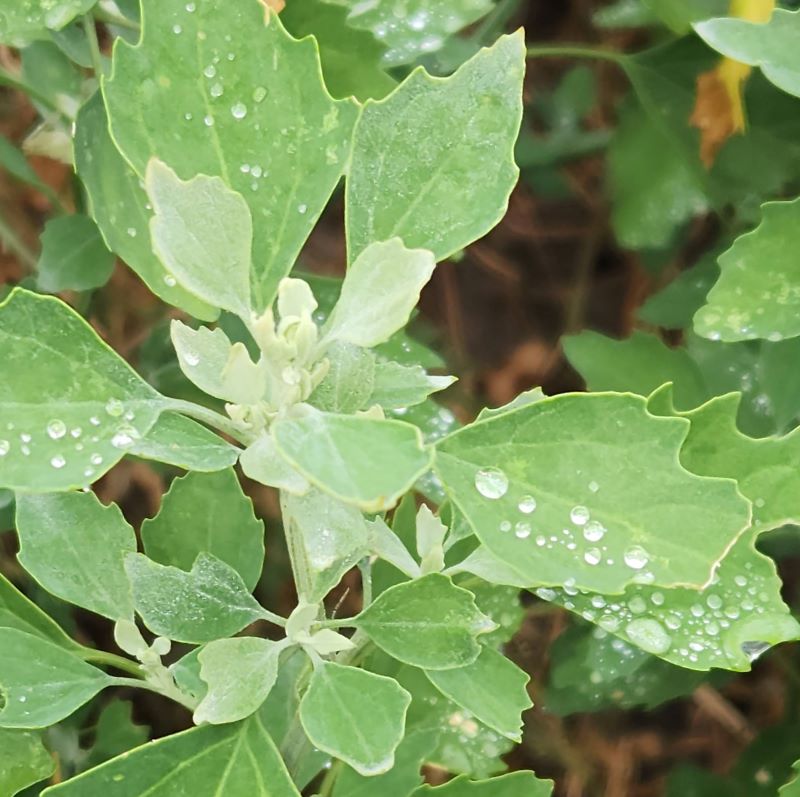 Lambs quarter up close