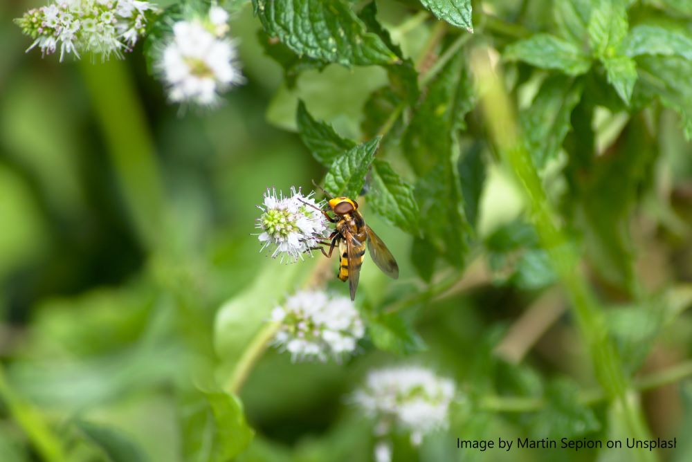 Lemon balm flowers and a bee