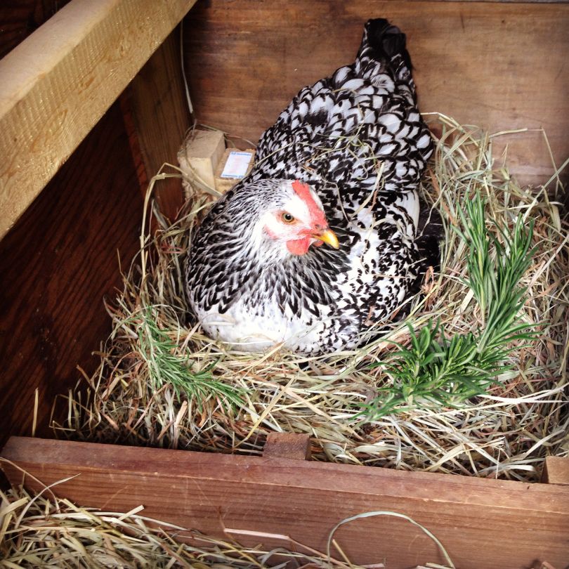 A chicken in her nesting box