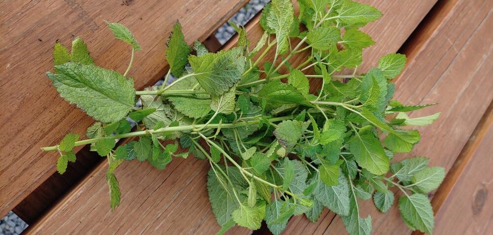 A small bunch of lemon balm