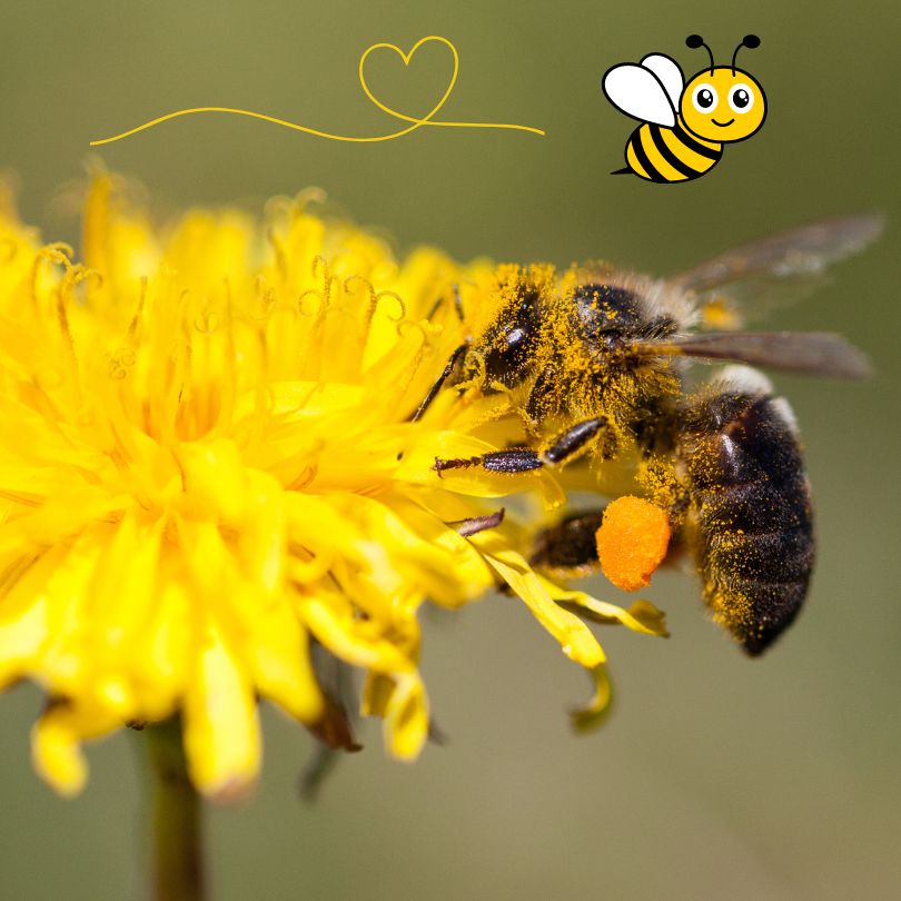 honey bee with dandelion pollen on his legs