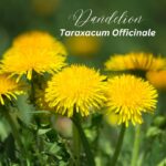 Dandelion’s Secrets:  More than just a weed