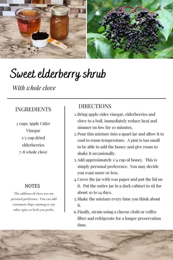 Sweet Elderberry shrub