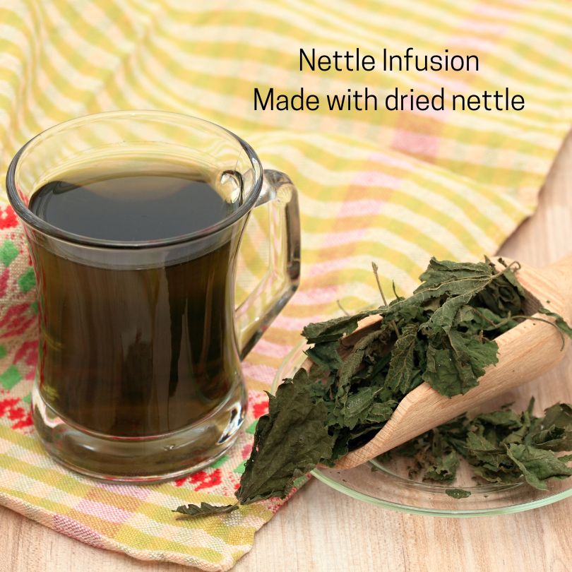 Nettle infusion made with dried nettle