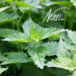 Nettle:  Harness the Nutrient-Rich Magic for Whole-Body Wellness