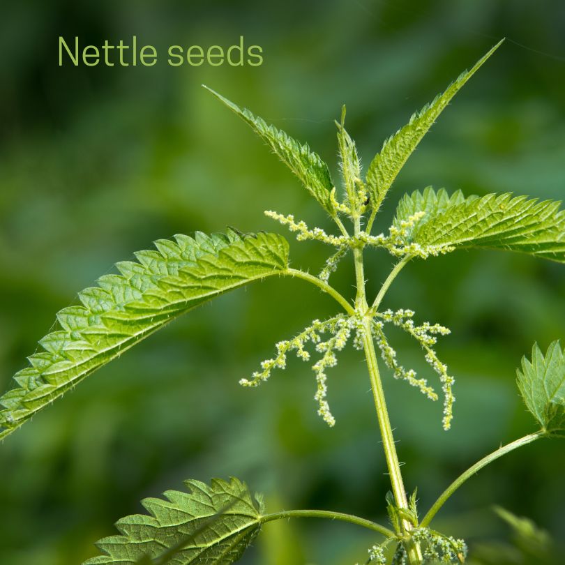 Nettle plant with seeds