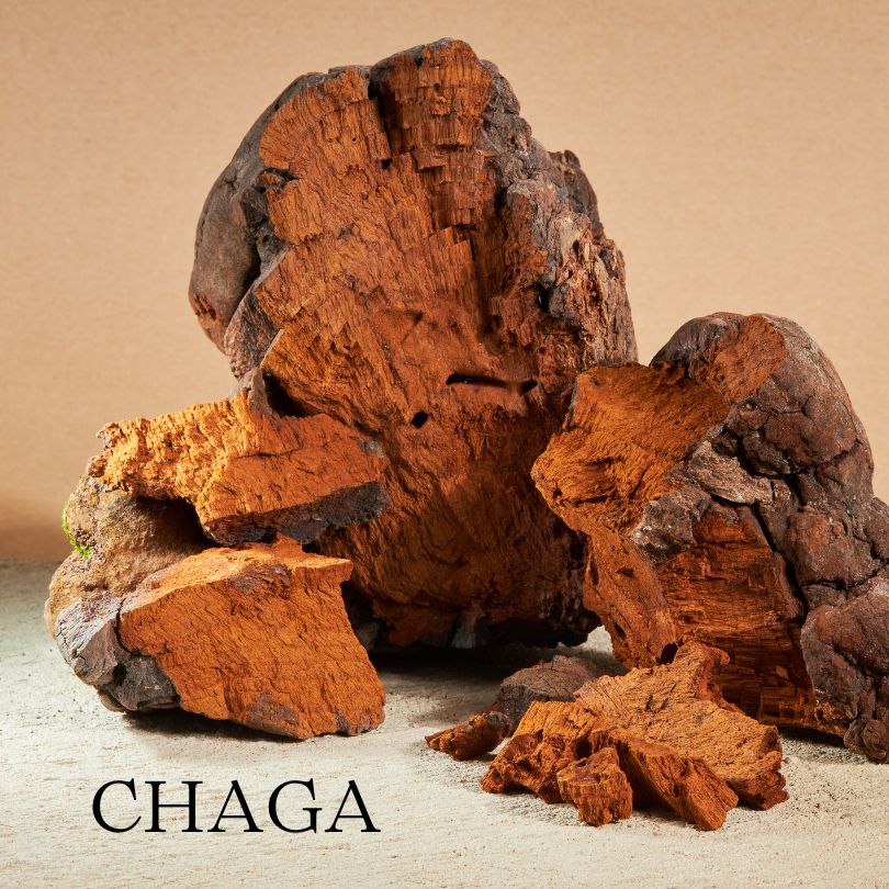 Chunks of chaga mushrooms