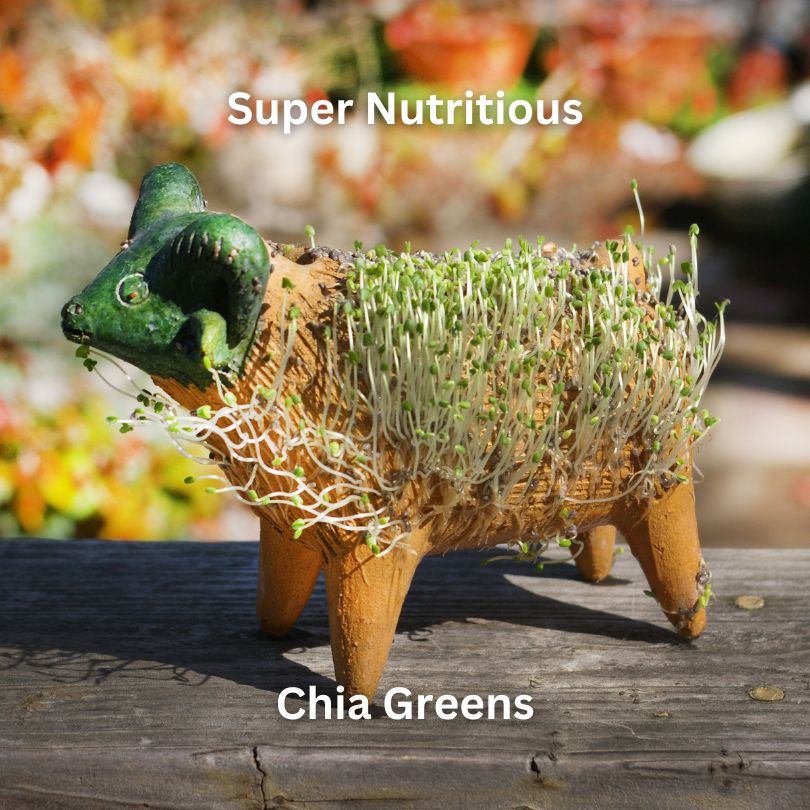 Chia pet with sprouts