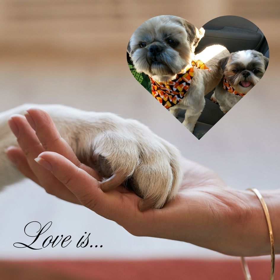 A paw in a human hand like they are holding hands and a heart with a picture of 2 small dogs.  Picture says Love is...