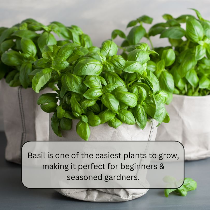 Basil in cloth pots