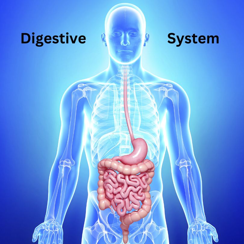 Digestive system