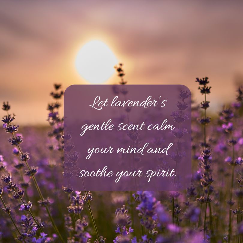 Lavender and saying regarding lavender's scent calkming your mind & soothing your spirit