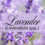 Lavender