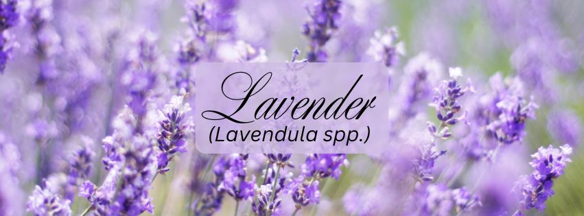 Lavender