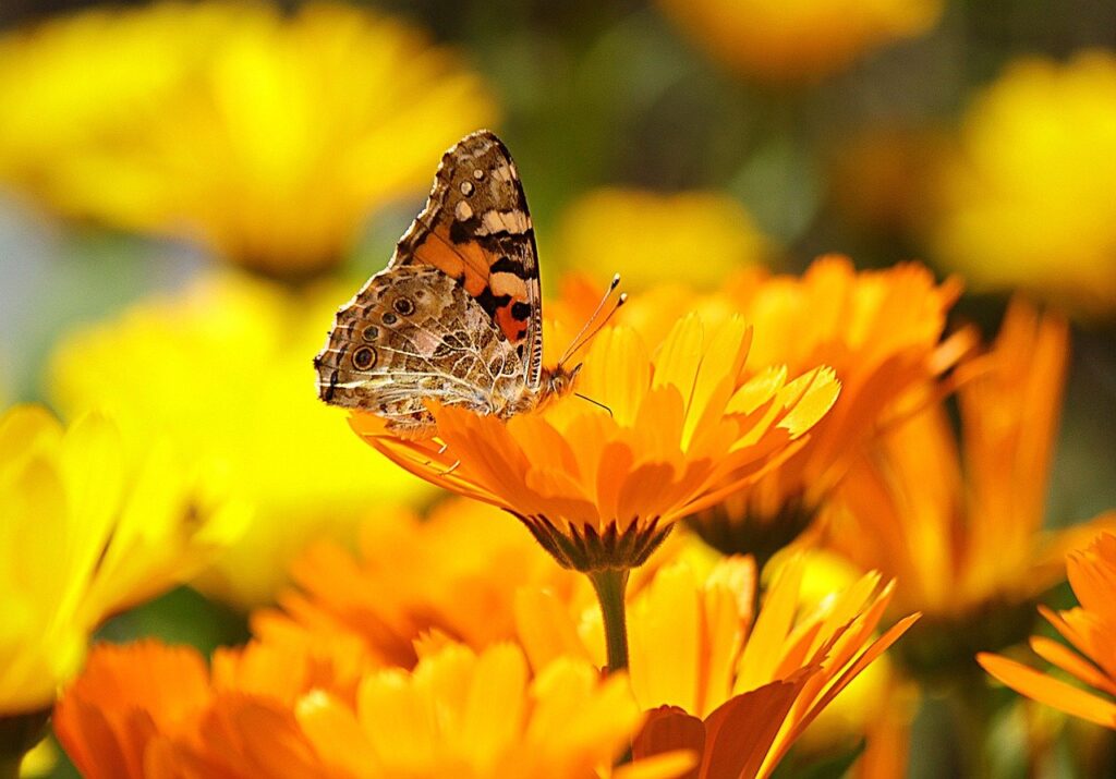 A butterfly on an orange calendula flower