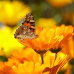 Discover the Magic of Calendula: Natural Skincare That Works