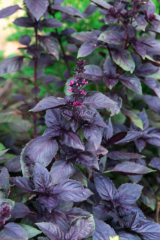 Beautiful purple basil