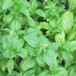 Sweet Basil Secrets: From Mood Boosts to Digestion Support