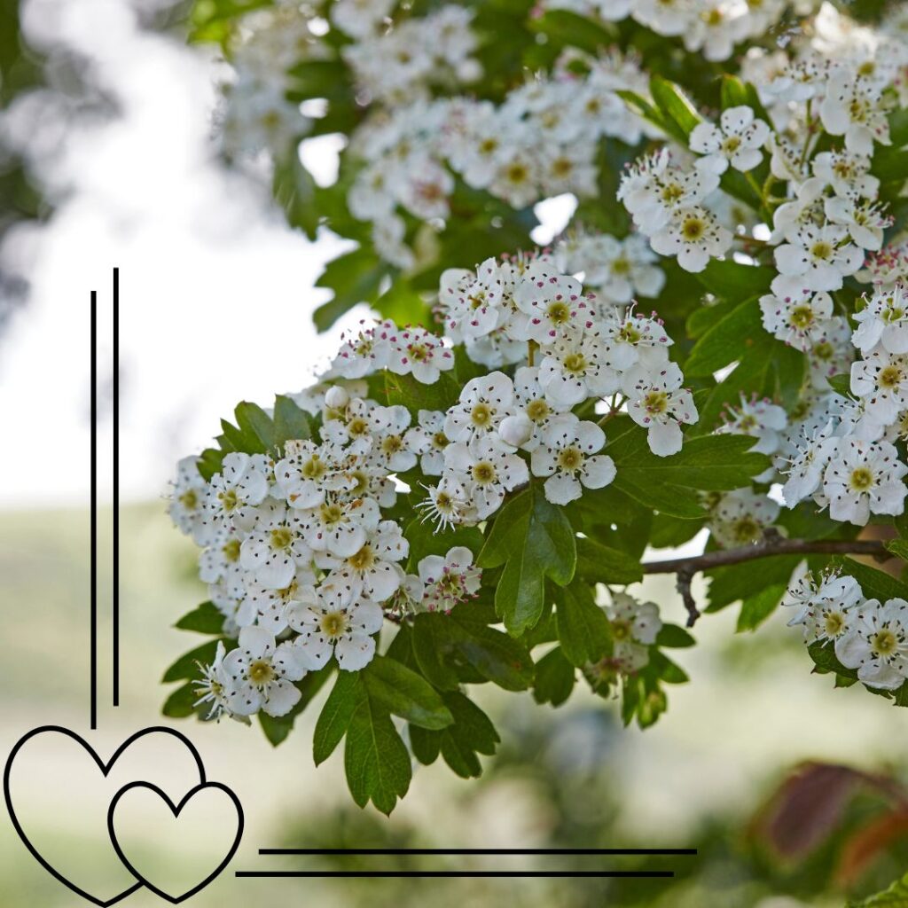 Hawthorn flower