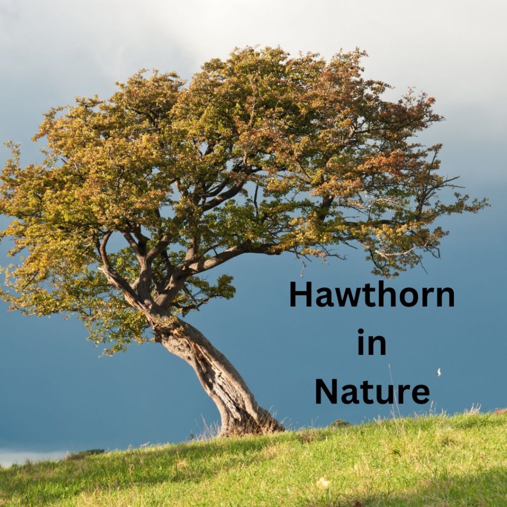 Hawthorn: Your Heart’s Best Friend and a Spiritual Protector