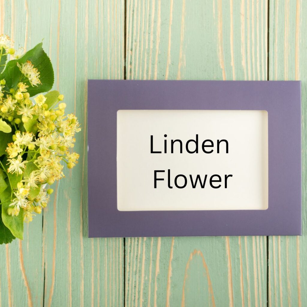 Linden flower