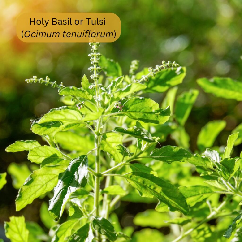 Holy basil for emotinoal balance