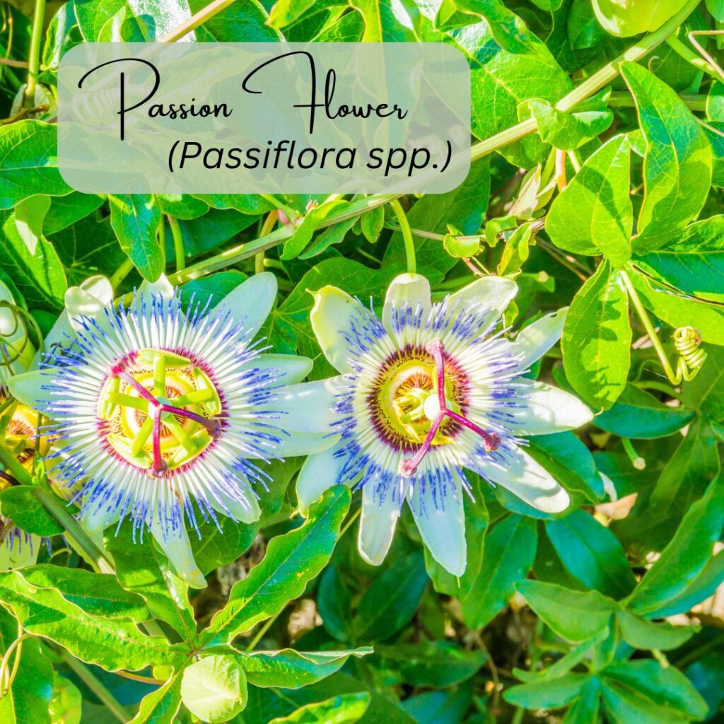 Passion flower