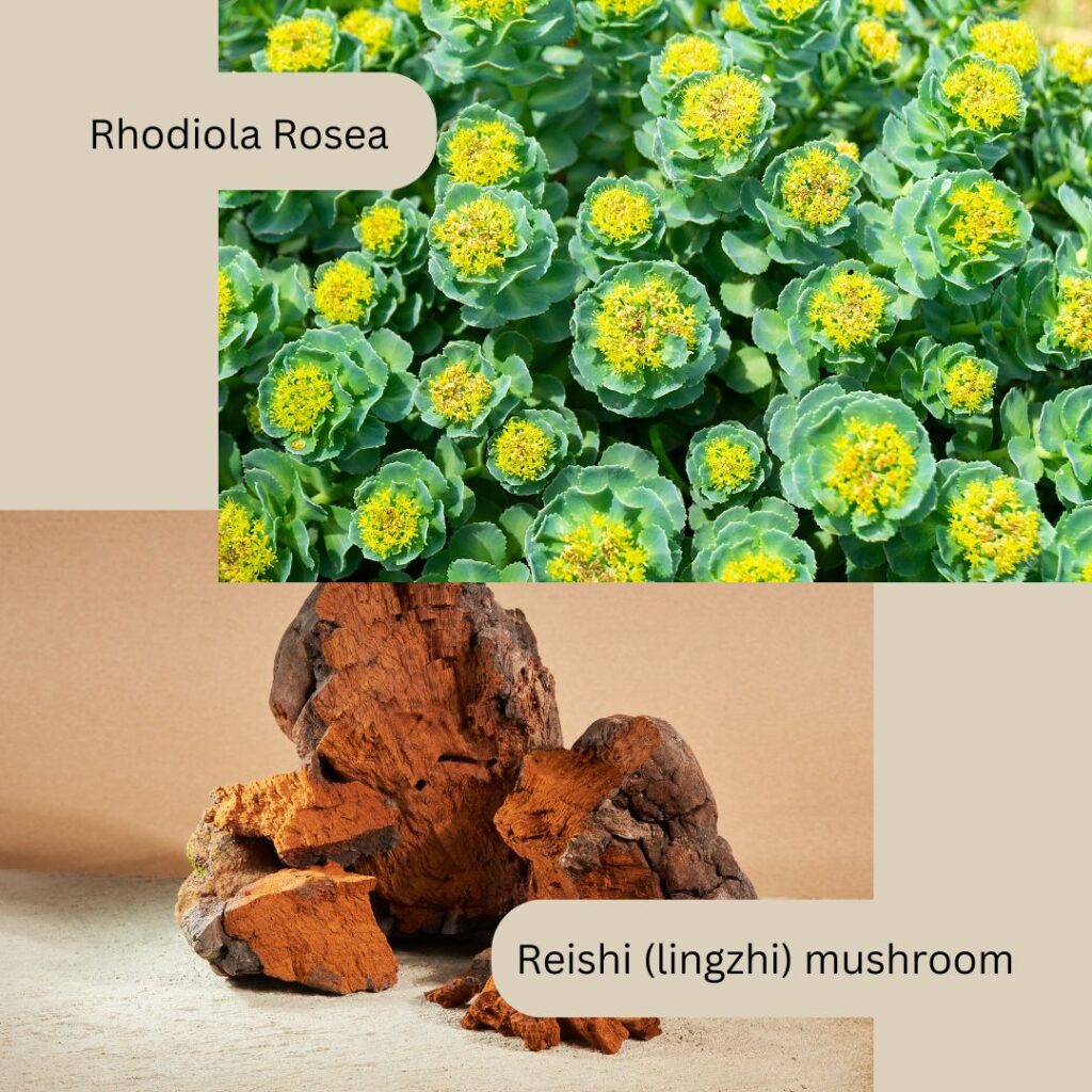 Rhodiola & Reishi mushrooms